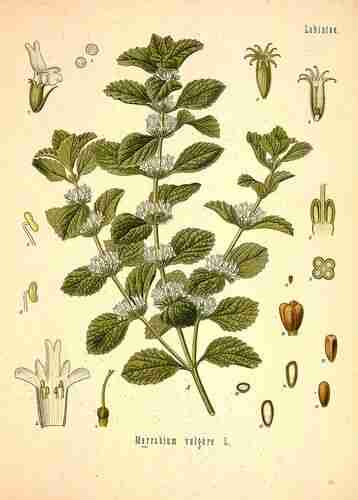 Illustration Marrubium vulgare, Par Köhler F.E. (Medizinal Pflanzen, vol. 2: t. 128 ; 1890), via plantillustrations.org 