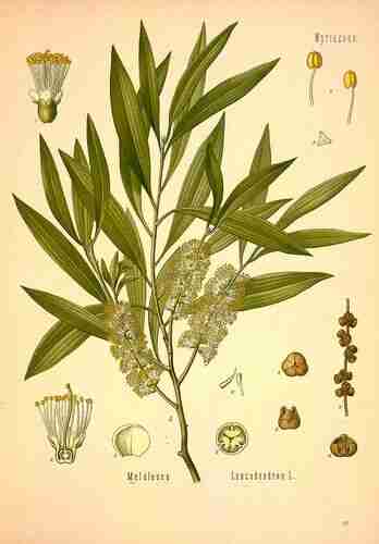 Illustration Melaleuca leucadendra, Par Köhler F.E. (Medizinal Pflanzen, vol. 2: t. 141 ; 1890), via plantillustrations.org 