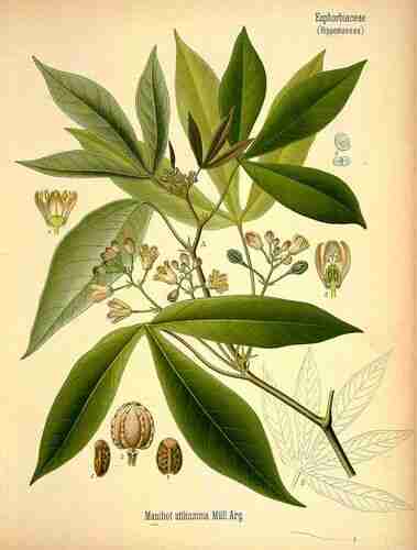 Illustration Manihot esculenta, Par Köhler F.E. (Medizinal Pflanzen, vol. 3: t. 7 ; 1890), via plantillustrations.org 