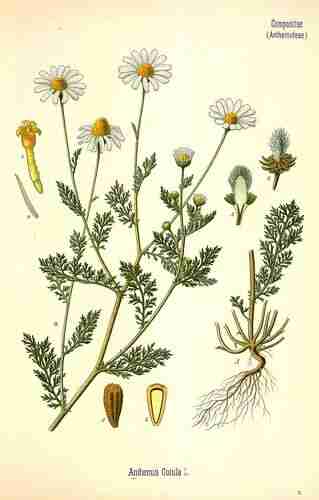 Illustration Anthemis cotula, Par Köhler F.E. (Medizinal Pflanzen, vol. 3: t. 11 ; 1890), via plantillustrations.org 