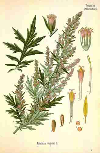 Illustration Artemisia vulgaris, Par Köhler F.E. (Medizinal Pflanzen, vol. 3: t. 12 ; 1890), via x 