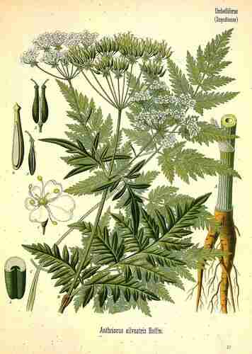 Illustration Anthriscus sylvestris, Par Köhler F.E. (Medizinal Pflanzen, vol. 3: t. 37 ; 1890), via plantillustrations.org 