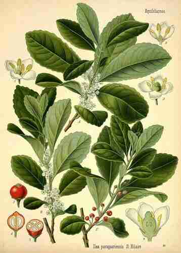 Illustration Ilex Paraguariensis, Par Köhler F.E. (Medizinal Pflanzen, vol. 3: t. 60, 1890), via plantillustrations.org 