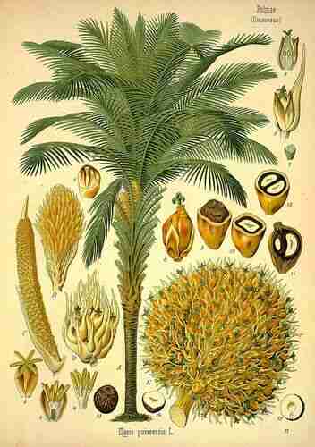 Illustration Elaeis guineensis, Par Köhler F.E. (Medizinal Pflanzen, vol. 3: t. 77, 1890), via plantillustrations.org 