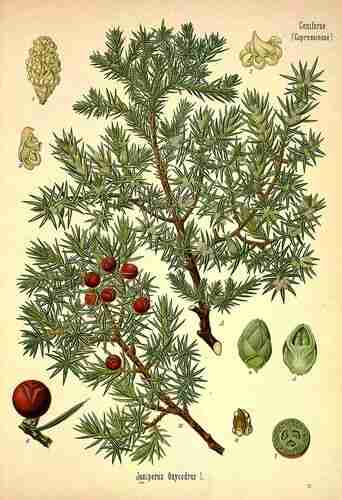 Illustration Juniperus oxycedrus, Par Köhler F.E. (Medizinal Pflanzen, vol. 3: t. 79, 1890), via plantillustrations.org 