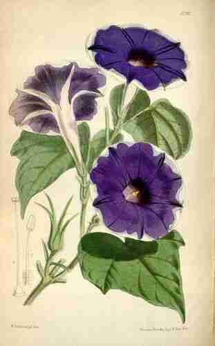 Illustration Ipomoea hederacea, Curtis´s Botanical Magazine (vol. 94 [ser. 3, vol. 24]: t. 5720, 1868) [W.H. Fitch], via plantillustrations.org 