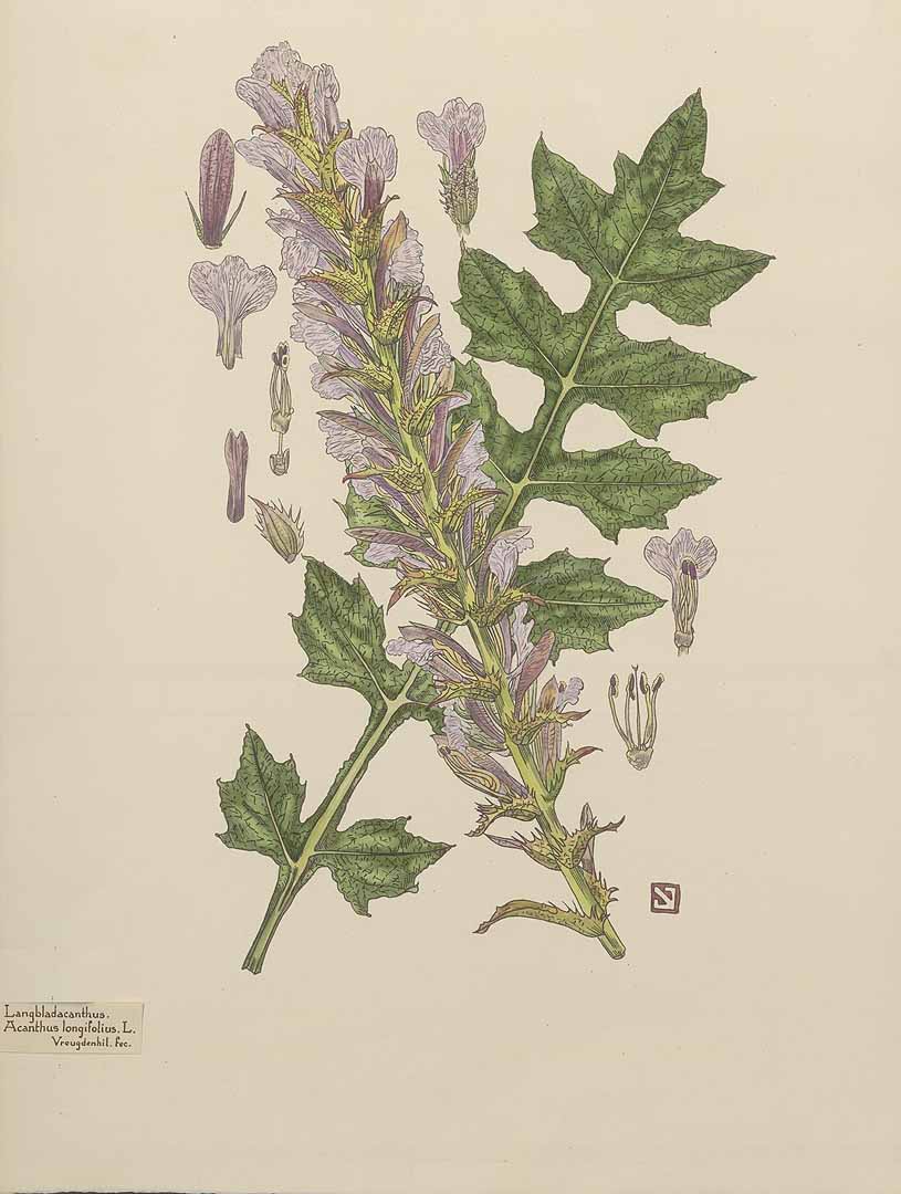 Illustration Acanthus mollis, Par J. Vreugdenhil, via plantillustrations 