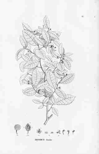 Illustration Brosimum guianense, Flora Brasiliensis (vol. 4(1): Heft 12, Heft 12, t. 33, 1853), plantillustrations.org 