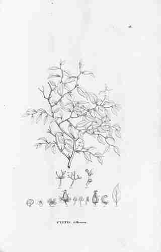 Illustration Celtis ehrenbergiana, Flora Brasiliensis (vol. 4(1): Heft 12, Heft 12, t. 63, 1853), via plantillustrations.org  