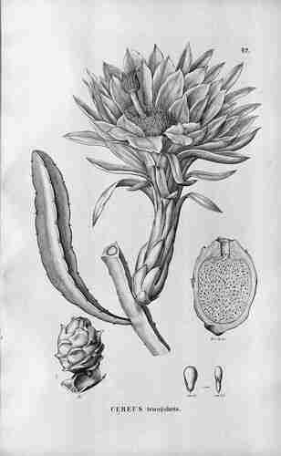 Illustration Hylocereus triangularis, Flora Brasiliensis (vol. 4(2): Heft 108, Heft 108, t. 42, 1890), via plantillustrations.org 
