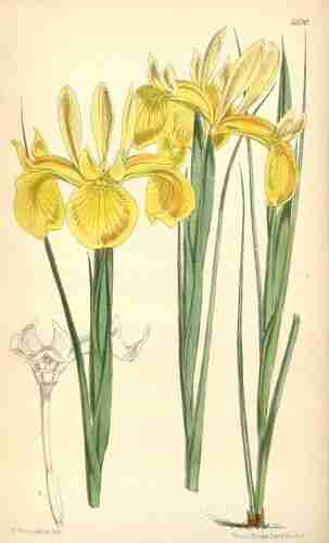 Illustration Iris juncea, Curtis´s Botanical Magazine (vol. 97 [ser. 3, vol. 27]: t. 5890, 1871) [W.H. Fitch], via plantillustrations.org 