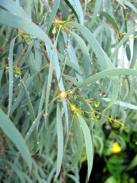 Illustration Eucalyptus nicholii, Par ajft, via flickr 