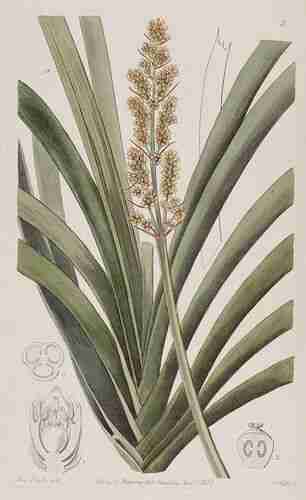 Illustration Lomandra longifolia, Edwards´s Botanical Register (vol. 25: t. 3, 1839), via plantillustrations.org 