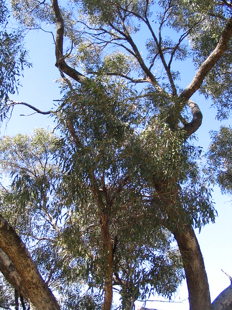 Illustration Eucalyptus gomphocephala, Par Derrick Coetzee, via flickr 
