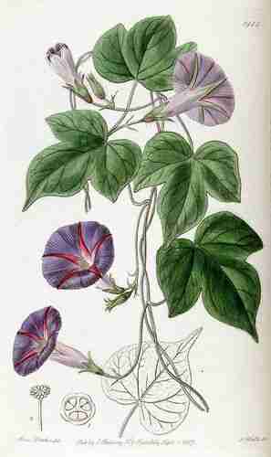 Illustration Ipomoea purpurea, Edwards´s Botanical Register (vol. 23: t. 1988 1837), via plantillustrations.org 