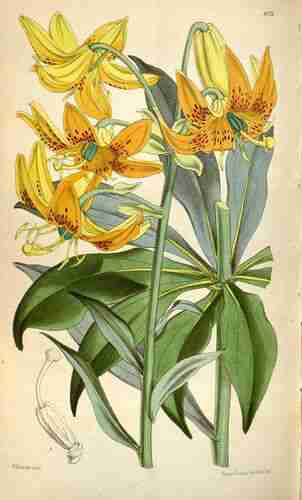 Illustration Lilium maculatum, Curtis´s Botanical Magazine (vol. 100 [ser. 3, vol. 30]: t. 6126, 1874) [W.H. Fitch], via plantillustrations.org 