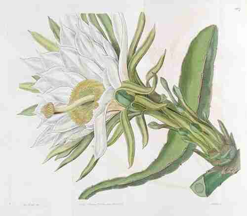 Illustration Hylocereus triangularis, Edwards´s Botanical Register (vol. 21: t. 1807, 1836) [Miss. Drake], via plantillustrations.org 