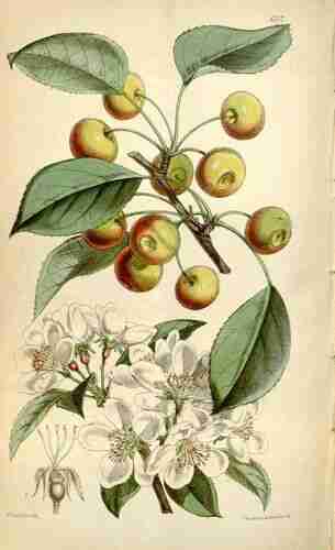 Illustration Malus baccata, Curtis´s Botanical Magazine (vol. 100 [ser. 3, vol. 30]: t. 6112 ; 1874) [W.H. Fitch], via plantillustrations.org