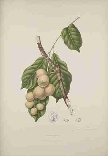 Illustration Lansium domesticum, Par Nooten B.H. van (Fleurs, fruits et feuillages choisis de l´ille de Java: peints d´apres nature, t. 8, 1880) [B. Hoola van Nooten], via plantillustrations.org 