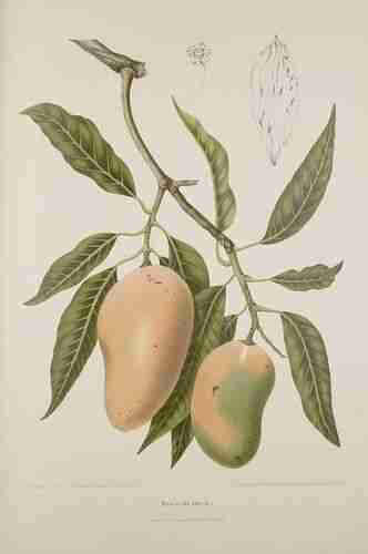 Illustration Mangifera indica, Curtis´s Botanical Magazine (vol. 76 [ser. 3, vol. 6]: t. 4510 ; 1850) [W.H. Fitch], via plantillustrations.org 