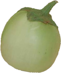 Illustration Solanum melongena cv. 'Apple Green', Par , via x 