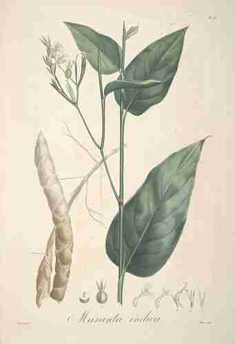 Illustration Maranta arundinacea, Par Tussac F.R. (Flore des Antilles, t. 26 ; 1808) [Poiteau], via plantillustrations.org 