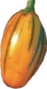 Illustration Solanum aethiopicum cv. 'Striped Toga', Par x, via x 