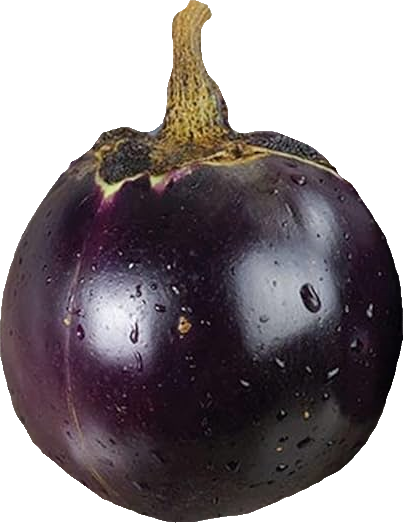 Illustration Solanum melongena cv. 'Thai Round Purple', Par , via x 