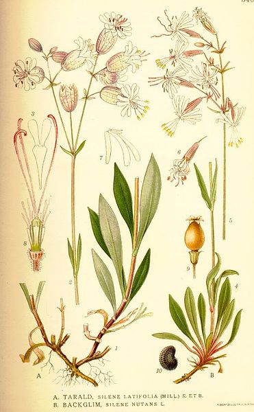 Illustration Silene latifolia, Par Carl Axel Magnus Lindman (1856?1928), via wikimedia 