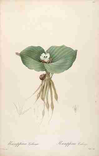 Illustration Kaempferia galanga, Par Redouté P.J. (Les Liliacées, vol. 3: t. 144, 1805-1816) [Redoute], via plantillustrations.org 