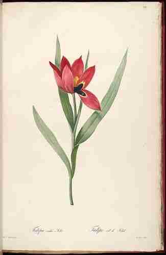 Illustration Tulipa agenensis, Par Redouté P.J. (Les Liliacées, vol. 4: t. 219 ; 1805-1816) [P.J. Redouté], via plantillustrations.org 