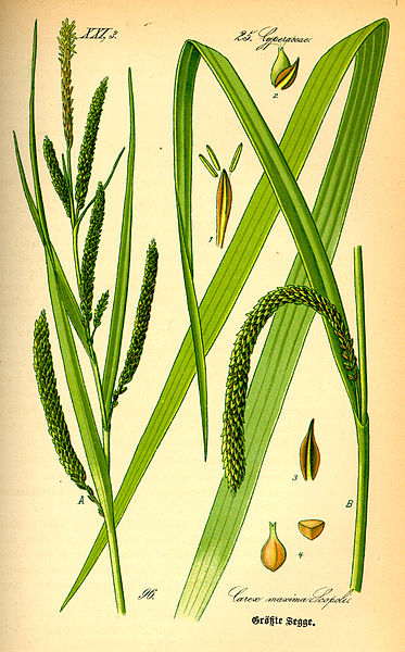 Illustration Carex pendula, Par Prof. Dr. Otto Wilhelm Thomé Flora von Deutschland, Österreich und der Schweiz 1885, Gera, Germany (domaine public), via Wikimedia Commons 