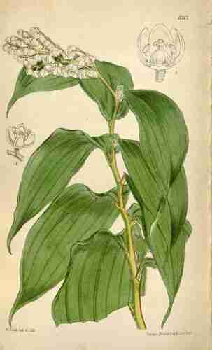 Illustration Maianthemum oleraceum, Curtis´s Botanical Magazine (vol. 103 [ser. 3, vol. 33]: t. 6313, 1877) [W.H. Fitch], via plantillustrations.org 