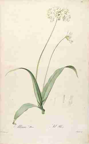 Illustration Allium subhirsutum, Par Redouté P.J. (Les Liliacées, vol. 5: t. 300 ; 1805-1816) [Redoute], via plantillustrations.org 