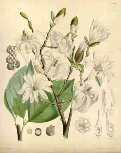 Illustration Magnolia stellata, Curtis´s Botanical Magazine (vol. 104 [ser. 3, vol. 34]: t. 6370, 1878) [H.T.D.], via plantillustrations.org 