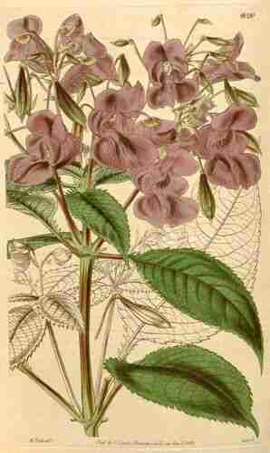 Illustration Impatiens glandulifera, Curtis´s Botanical Magazine (vol. 69 [ser. 2, vol. 16]: t. 4020, 1843) [W.H. Fitch], via plantillustration.org 