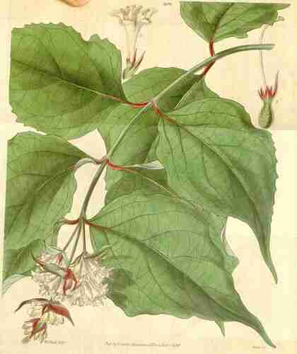 Illustration Leycesteria formosa, Curtis´s Botanical Magazine (vol. 65 [ser. 2, vol. 12]: t. 3699, 1839) [W.H. Fitch], via plantillustrations.org 
