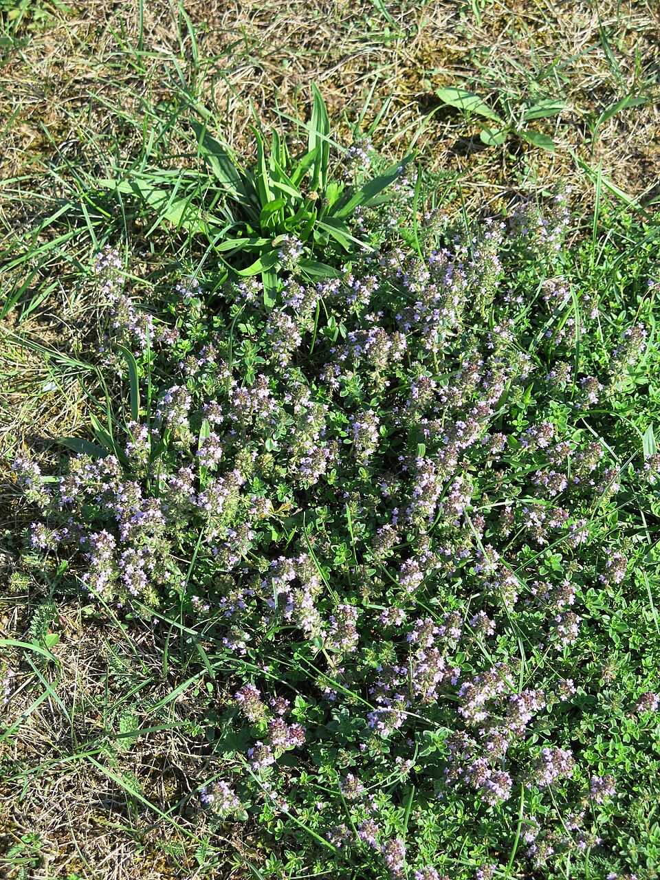 Illustration Thymus serpyllum, Par Tangopaso, via wikimedia 