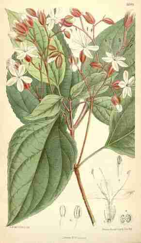 Illustration Clerodendrum trichotomum, Curtis´s Botanical Magazine (vol. 107 [ser. 3, vol. 37]: t. 6561 ; 1881) [A. Barnard], via plantillustrations.org 