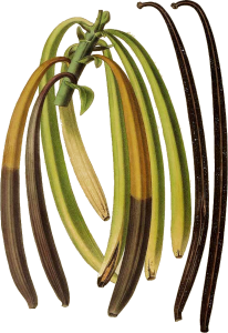 Illustration Vanilla planifolia, Par Annales de la Société royale d'Agriculture et de Botanique de Gand [ed. C. Morren] (1845-1849) Ann. Soc. Roy. Agric. Gand vol. 5 (1849) t. 235, via plantillustrations 