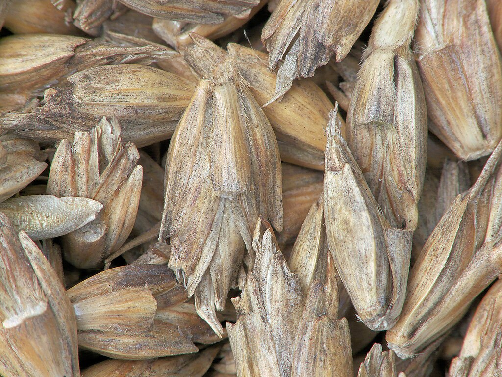 Illustration Triticum spelta, Par Rasbak, via wikimedia 
