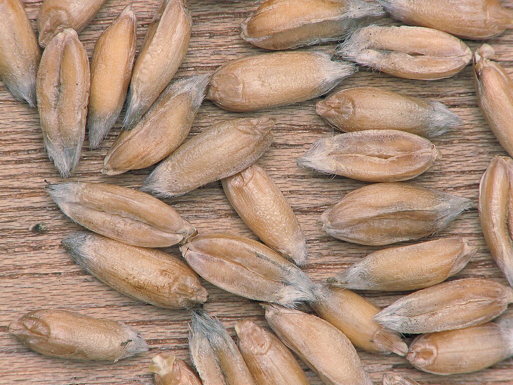 Illustration Triticum spelta, Par Rasbak, via wikimedia 