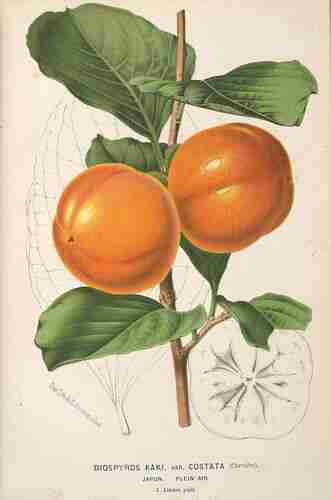 Illustration Diospyros kaki, L´Illustration horticole (vol. 18: t. 78, 1871) [P. Stroobant], via plantillustrations.org 