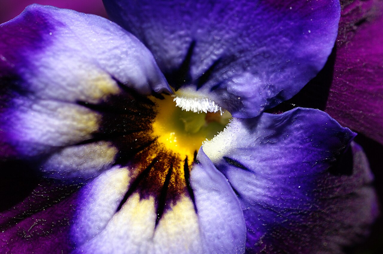 Illustration Viola x wittrockiana, Par b%C3%B6hringer+friedrich, via wikimedia 