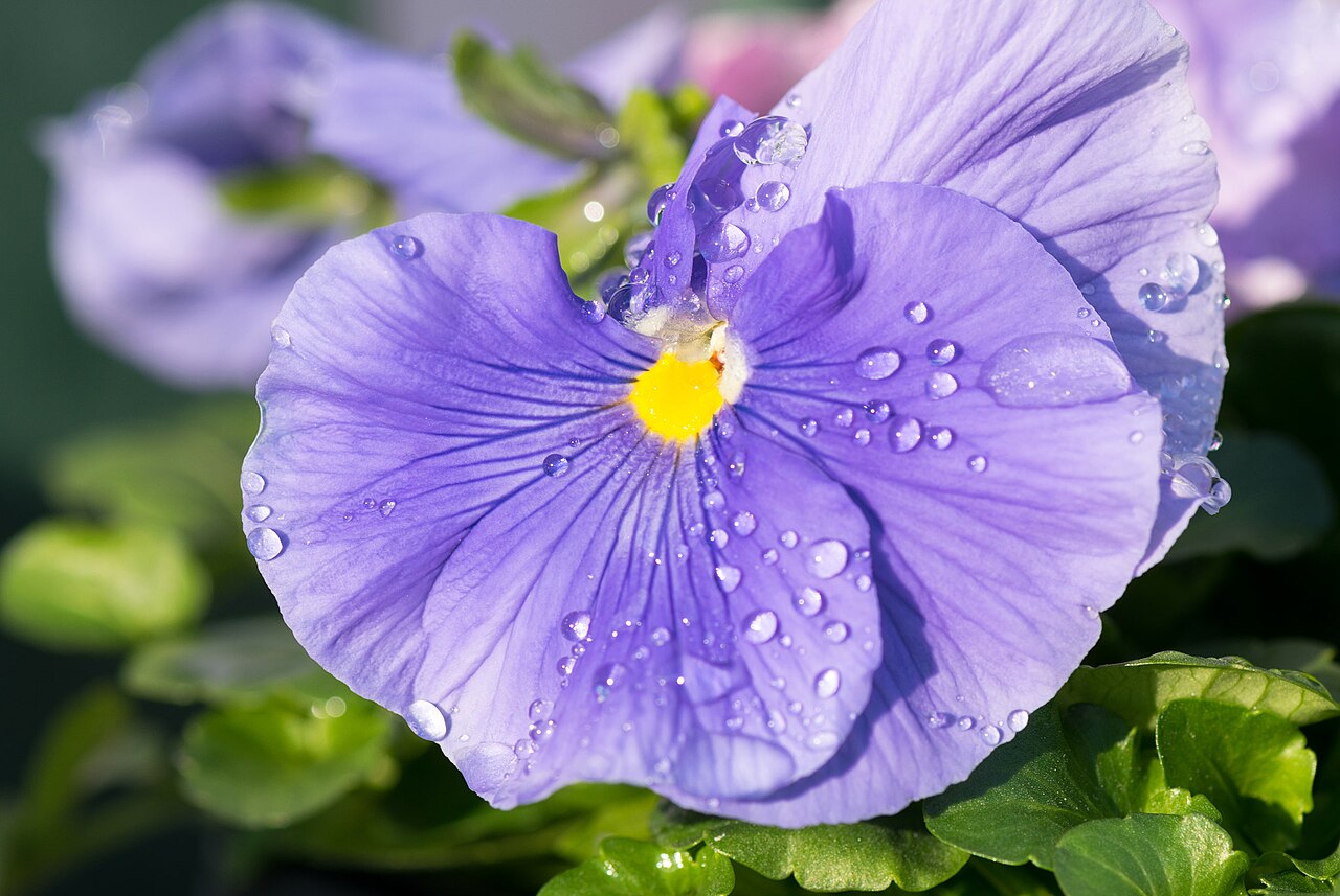 Illustration Viola x wittrockiana, Par Matthew Bellemare, via wikimedia 