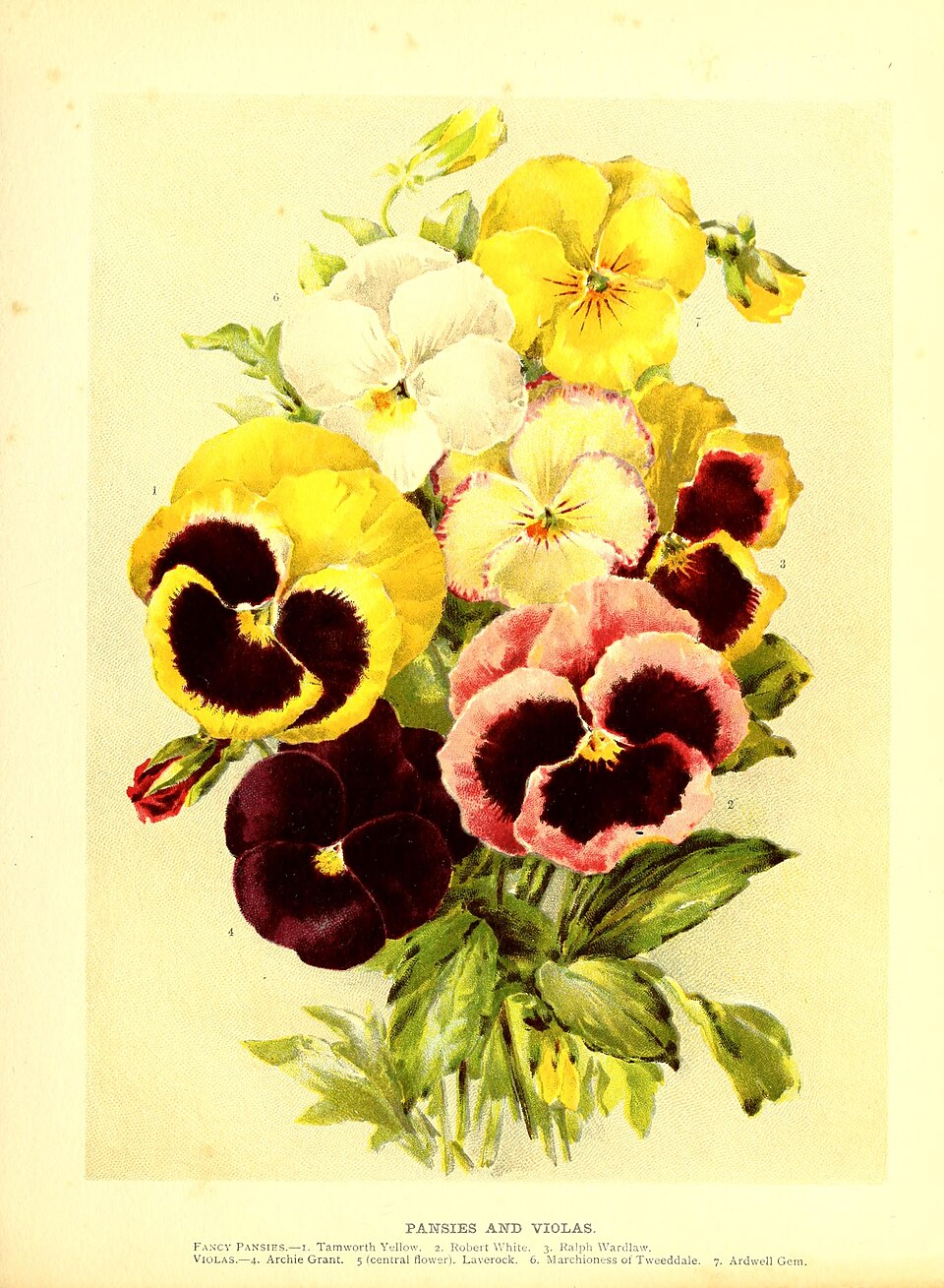 Illustration Viola x wittrockiana, Par Wrig