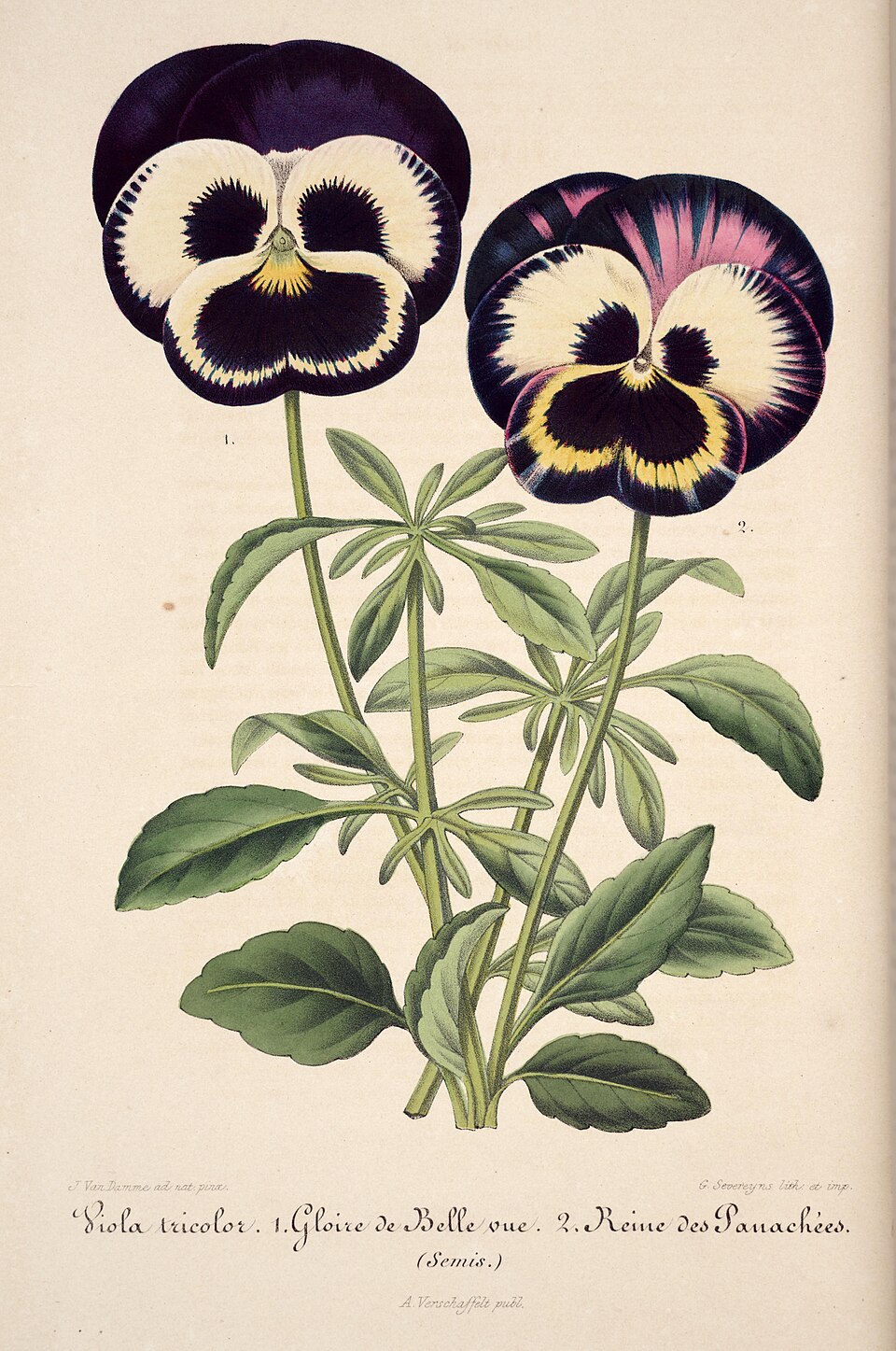 Illustration Viola x wittrockiana, Par Lemaire%2C+Charles+Antoine, via wikimedia 