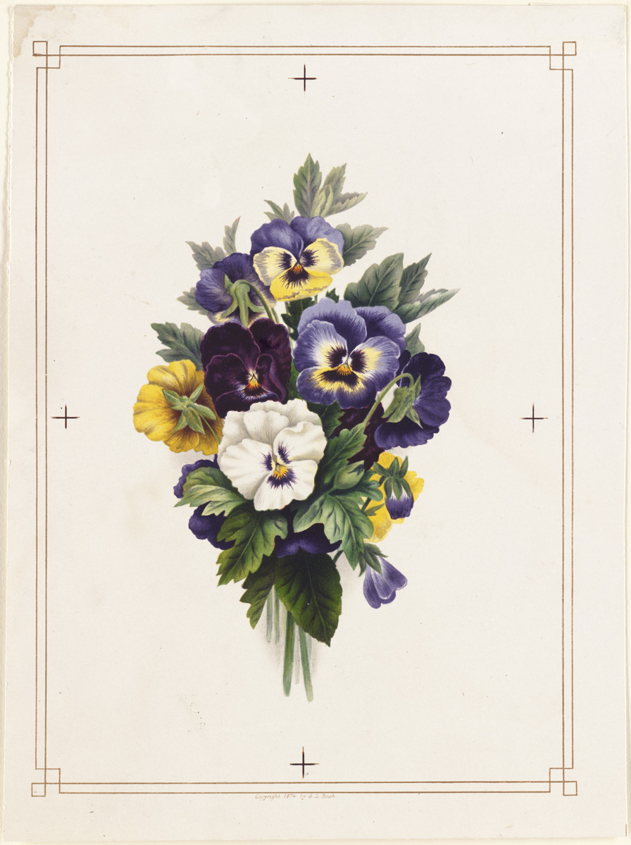 Illustration Viola x wittrockiana, Par L.+Prang+%26+Co.+%28publisher%29, via wikimedia 