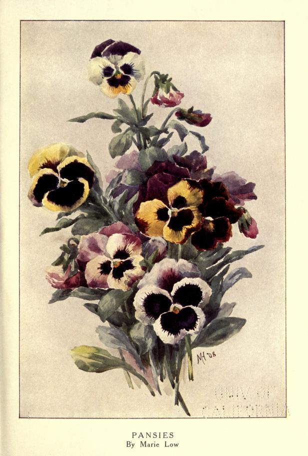 Illustration Viola x wittrockiana, Par Marie Low, via wikimedia 