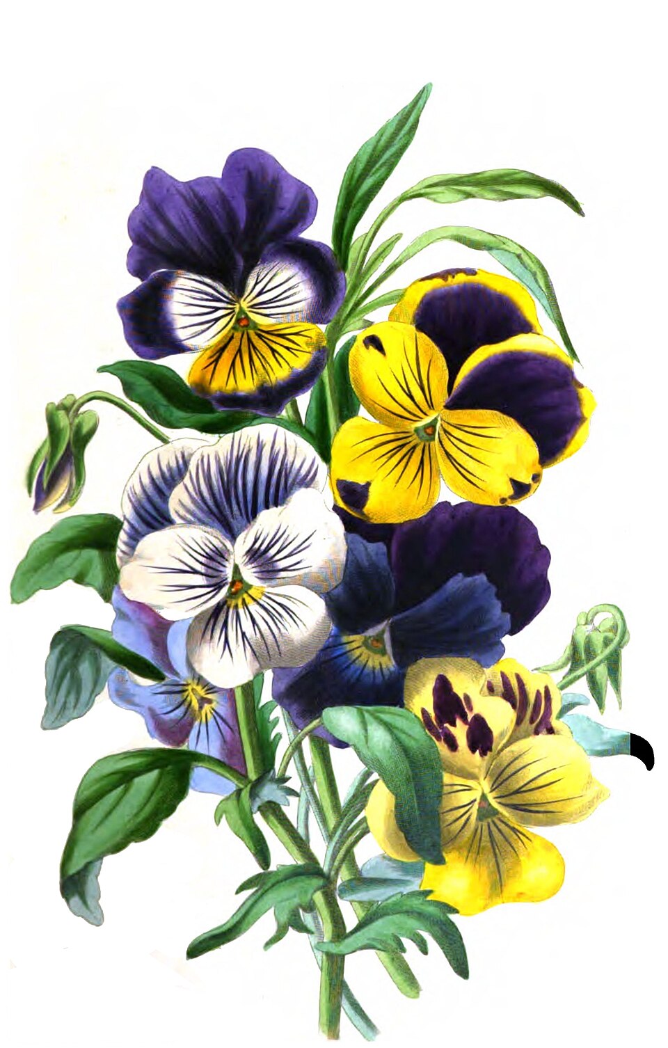 Illustration Viola x wittrockiana, Par Louisa+Anne+Meredith+%281812%E2%80%931895%29, via wikimedia 